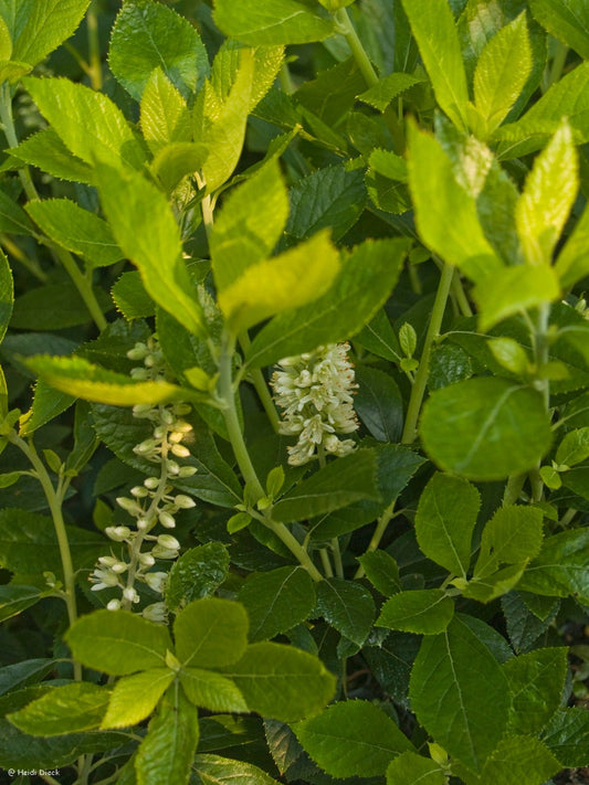 Clethra alnifolia 'Sixteen Candles' - Herrenkamper Gärten - Pflanzenraritäten