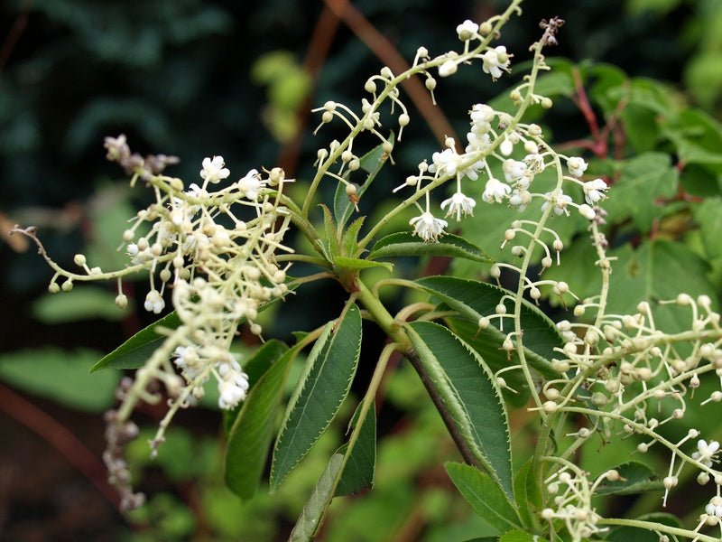 Clethra barbinervis - Herrenkamper Gärten - Pflanzenraritäten