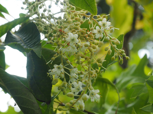 Clethra barbinervis - Herrenkamper Gärten - Pflanzenraritäten