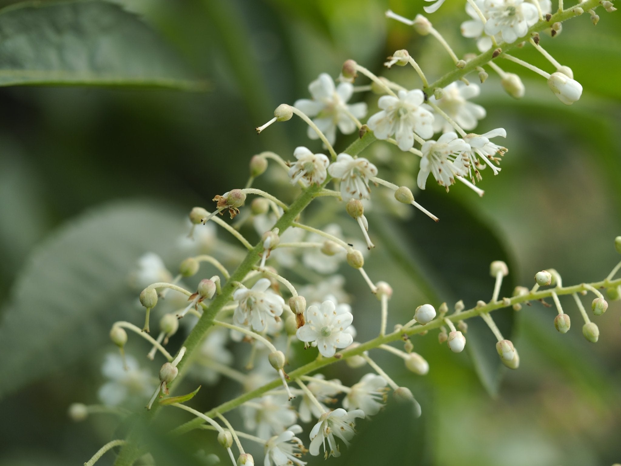 Clethra barbinervis 'White Star' - Herrenkamper Gärten - Pflanzenraritäten