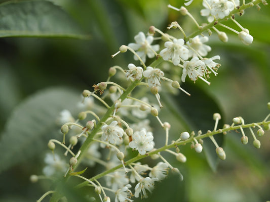 Clethra barbinervis 'White Star' - Herrenkamper Gärten - Pflanzenraritäten