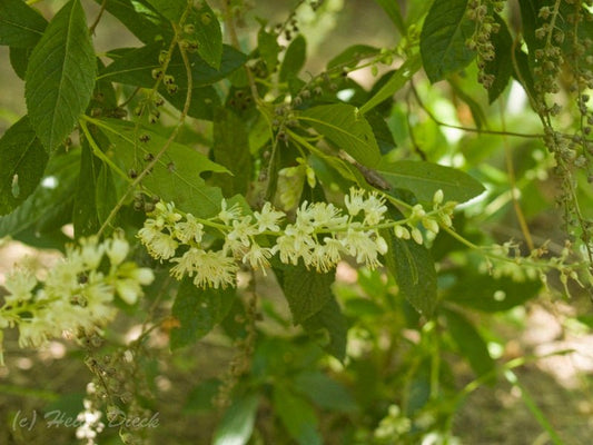 Clethra fargesii - Herrenkamper Gärten - Pflanzenraritäten