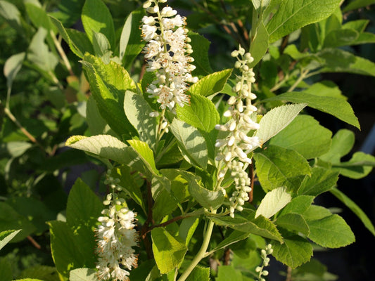 Clethra tomentosa 'Cottondale' - Herrenkamper Gärten - Pflanzenraritäten