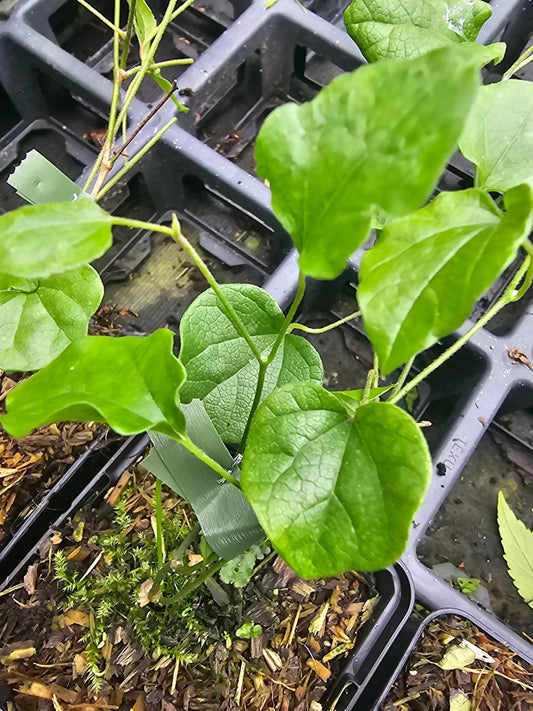 Cocculus orbiculatus (syn.C.trilobus) - Herrenkamper Gärten - Pflanzenraritäten