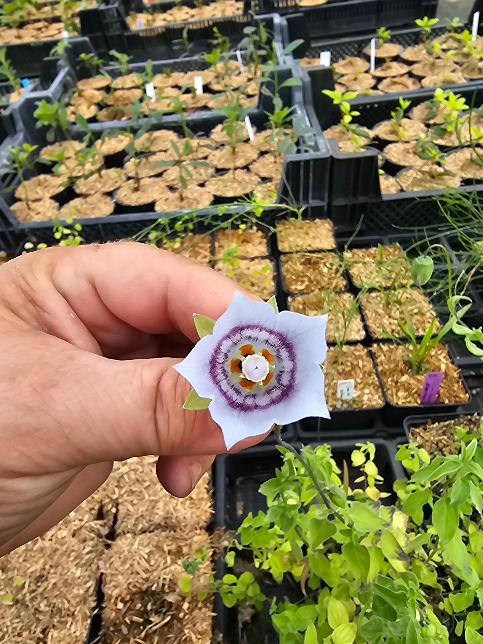 Codonopsis clematidea - Herrenkamper Gärten - Pflanzenraritäten