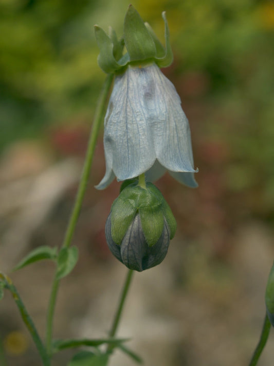 Codonopsis clematidea - Herrenkamper Gärten - Pflanzenraritäten