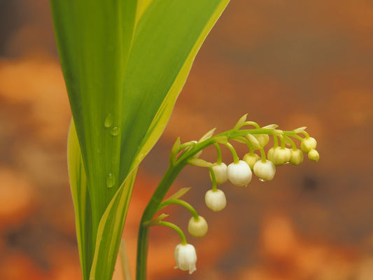 Convallaria majalis 'Haldon Grange' - Herrenkamper Gärten - Pflanzenraritäten