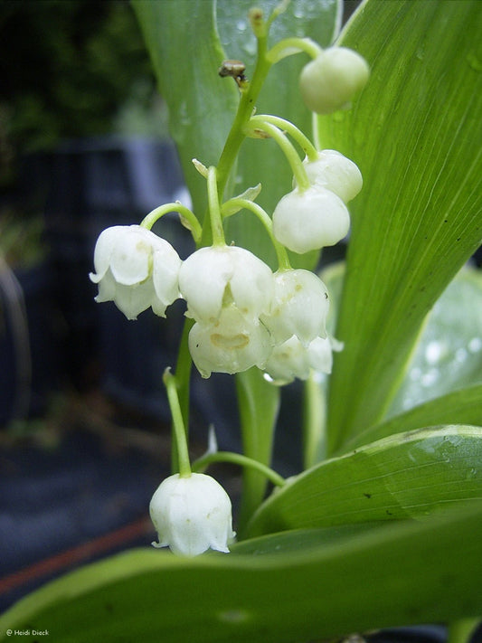 Convallaria majalis 'Hofheim' - Herrenkamper Gärten - Pflanzenraritäten