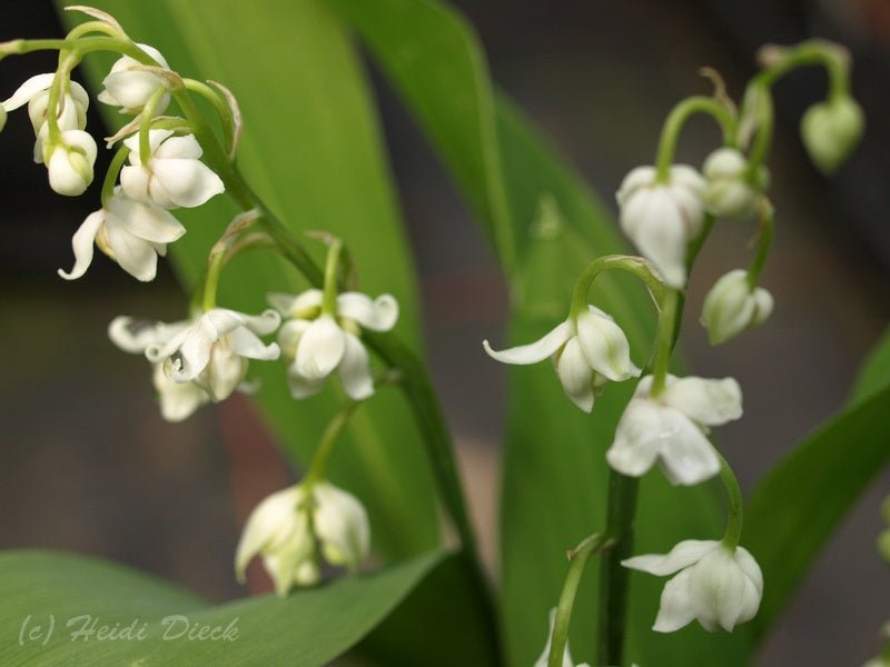 Convallaria majalis 'Plena' - Herrenkamper Gärten - Pflanzenraritäten