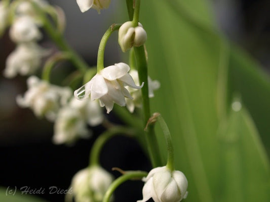 Convallaria majalis 'Plena' - Herrenkamper Gärten - Pflanzenraritäten