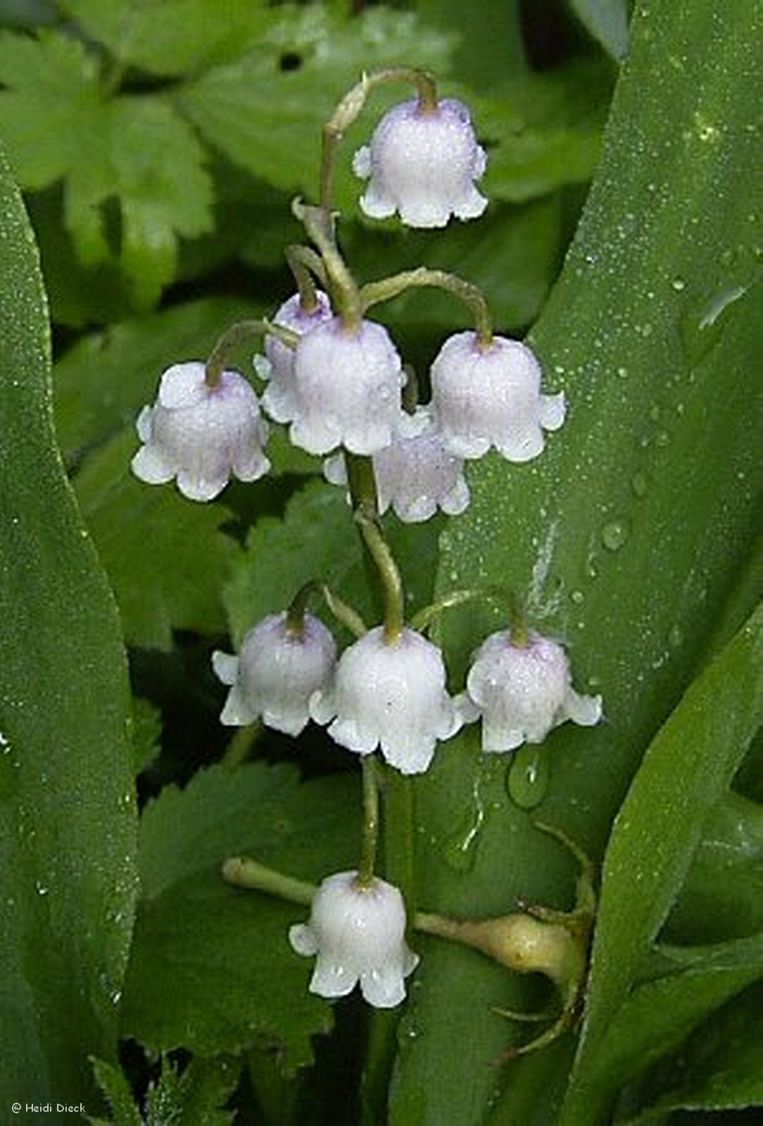 Convallaria majalis 'Rosea' - Herrenkamper Gärten - Pflanzenraritäten