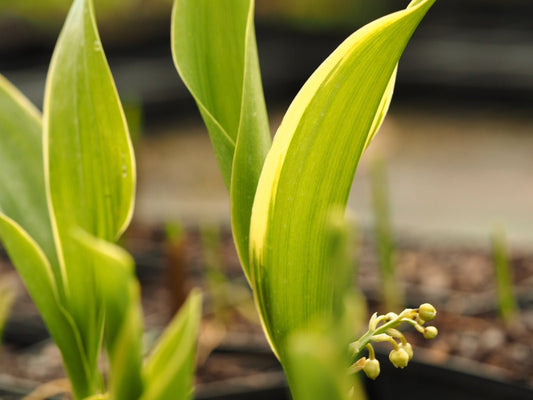 Convallaria majalis 'Silberconfolius' - Herrenkamper Gärten - Pflanzenraritäten