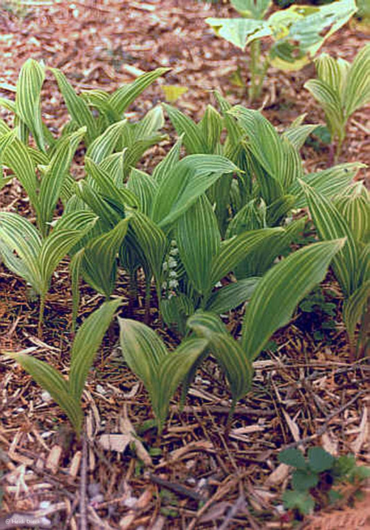 Convallaria majalis 'Striata' - Herrenkamper Gärten - Pflanzenraritäten