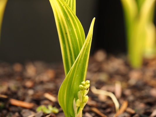 Convallaria majalis 'Vic Pawlowski's Gold' - Herrenkamper Gärten - Pflanzenraritäten