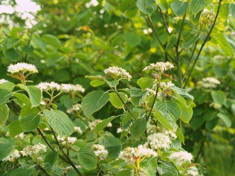 Cornus alternifolia - Herrenkamper Gärten - Pflanzenraritäten