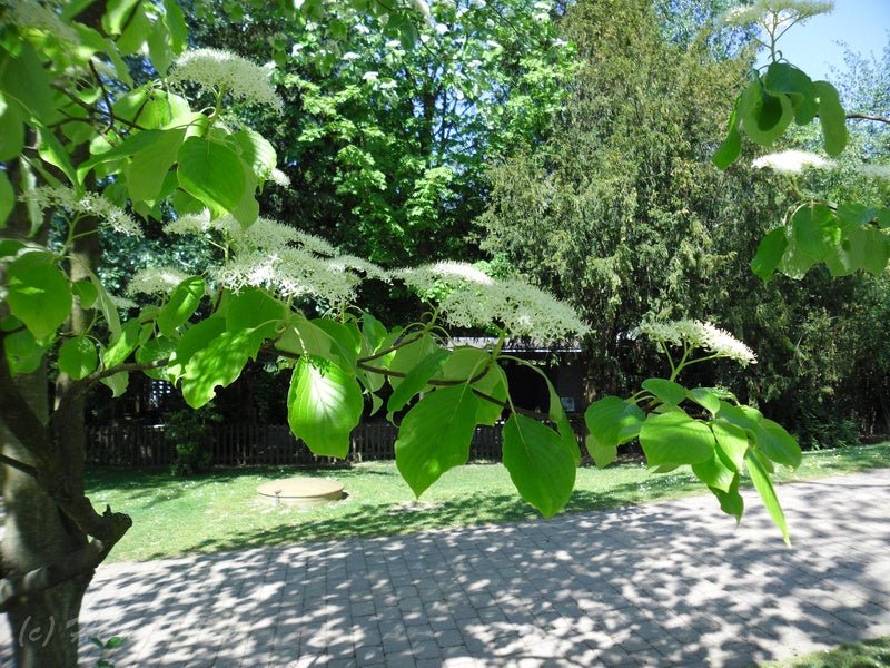 Cornus alternifolia - Herrenkamper Gärten - Pflanzenraritäten