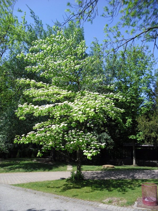 Cornus alternifolia - Herrenkamper Gärten - Pflanzenraritäten