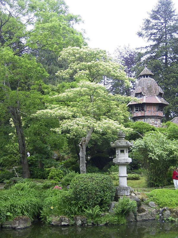 Cornus alternifolia - Herrenkamper Gärten - Pflanzenraritäten