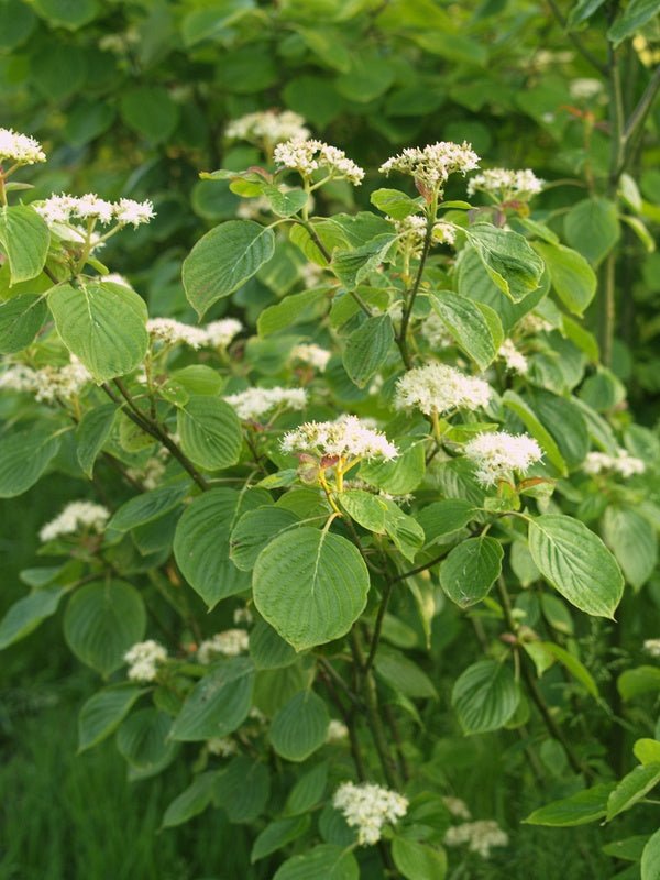 Cornus alternifolia - Herrenkamper Gärten - Pflanzenraritäten