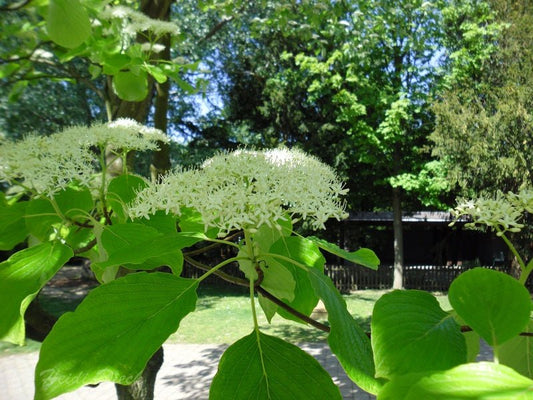 Cornus alternifolia - Herrenkamper Gärten - Pflanzenraritäten