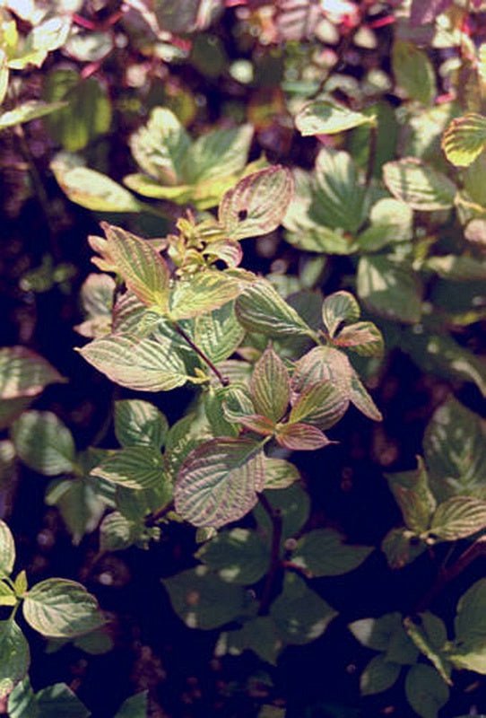 Cornus alternifolia - Herrenkamper Gärten - Pflanzenraritäten