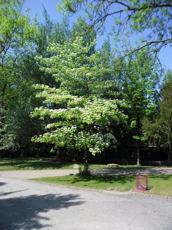 Cornus alternifolia - Herrenkamper Gärten - Pflanzenraritäten