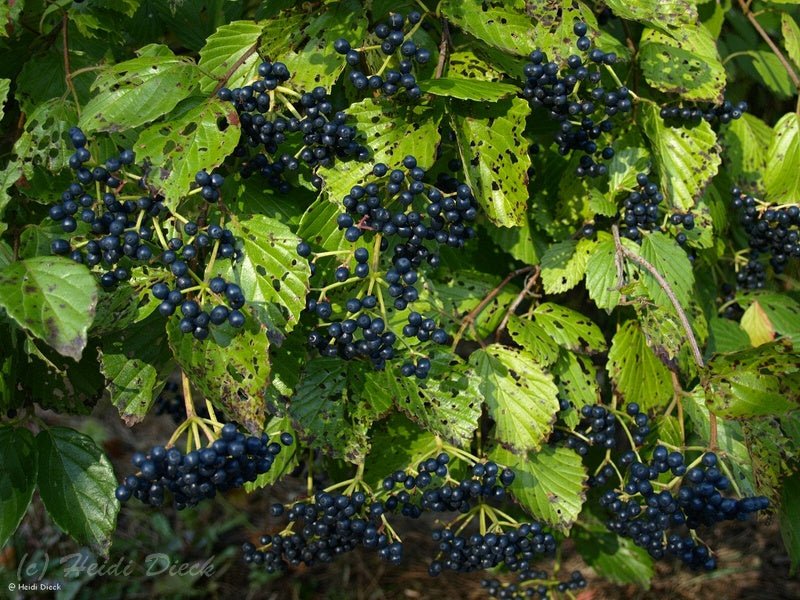 Cornus amomum - Herrenkamper Gärten - Pflanzenraritäten