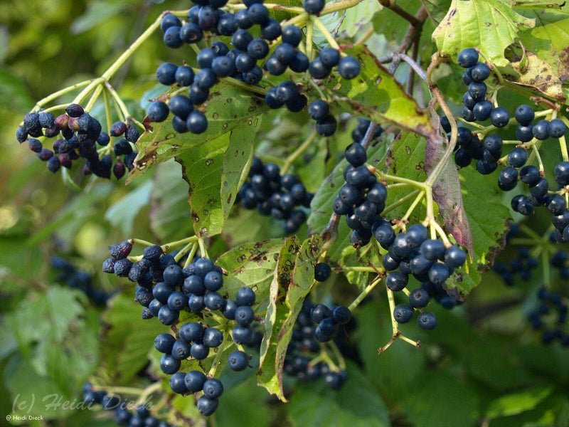 Cornus amomum - Herrenkamper Gärten - Pflanzenraritäten