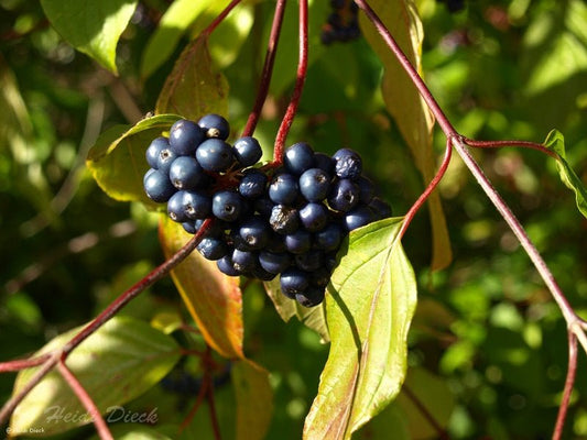 Cornus amomum - Herrenkamper Gärten - Pflanzenraritäten