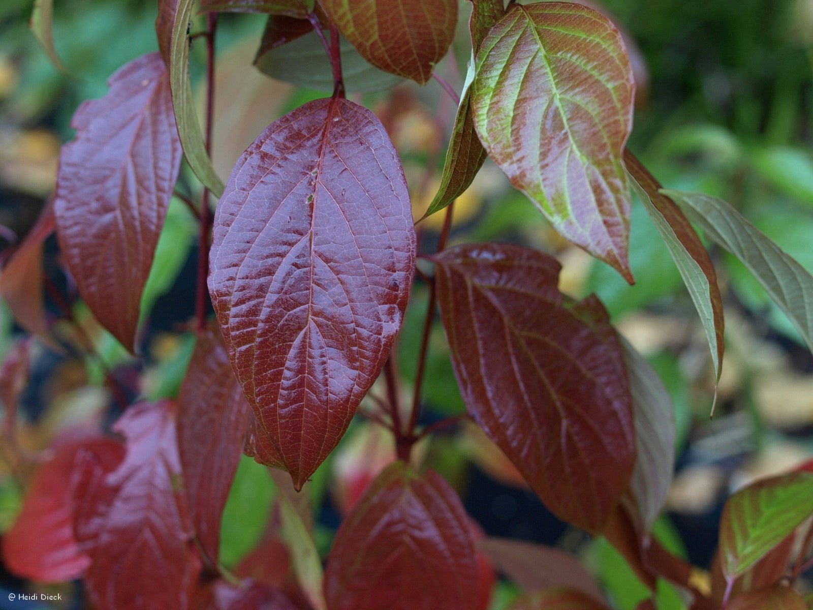 Cornus amomum - Herrenkamper Gärten - Pflanzenraritäten