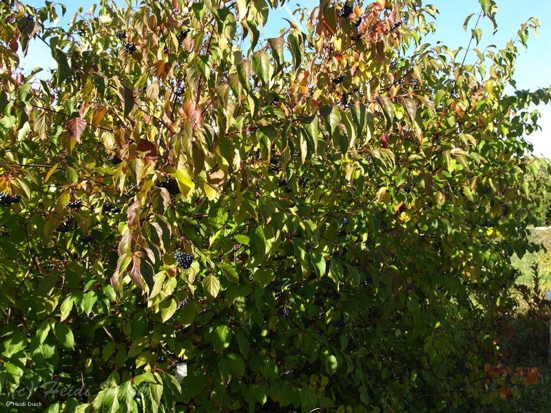 Cornus amomum - Herrenkamper Gärten - Pflanzenraritäten