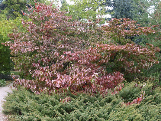 Cornus florida - Herrenkamper Gärten - Pflanzenraritäten