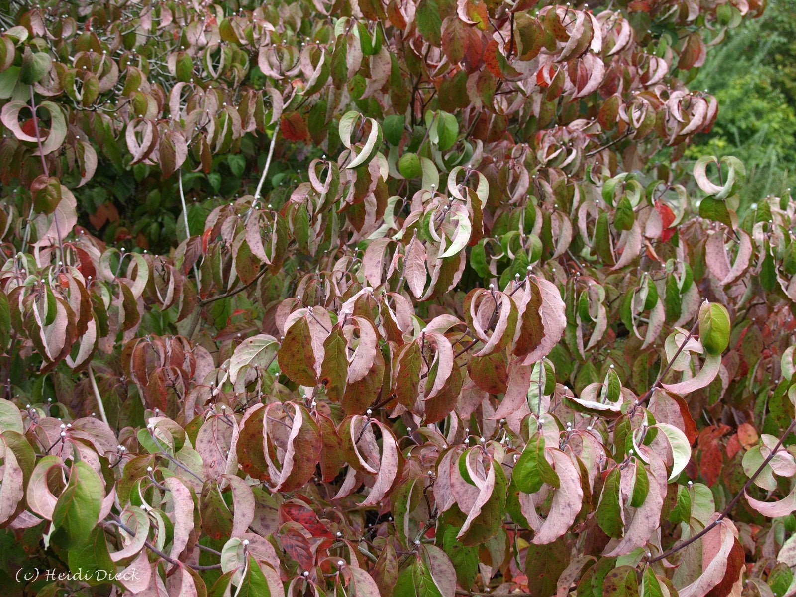 Cornus florida - Herrenkamper Gärten - Pflanzenraritäten