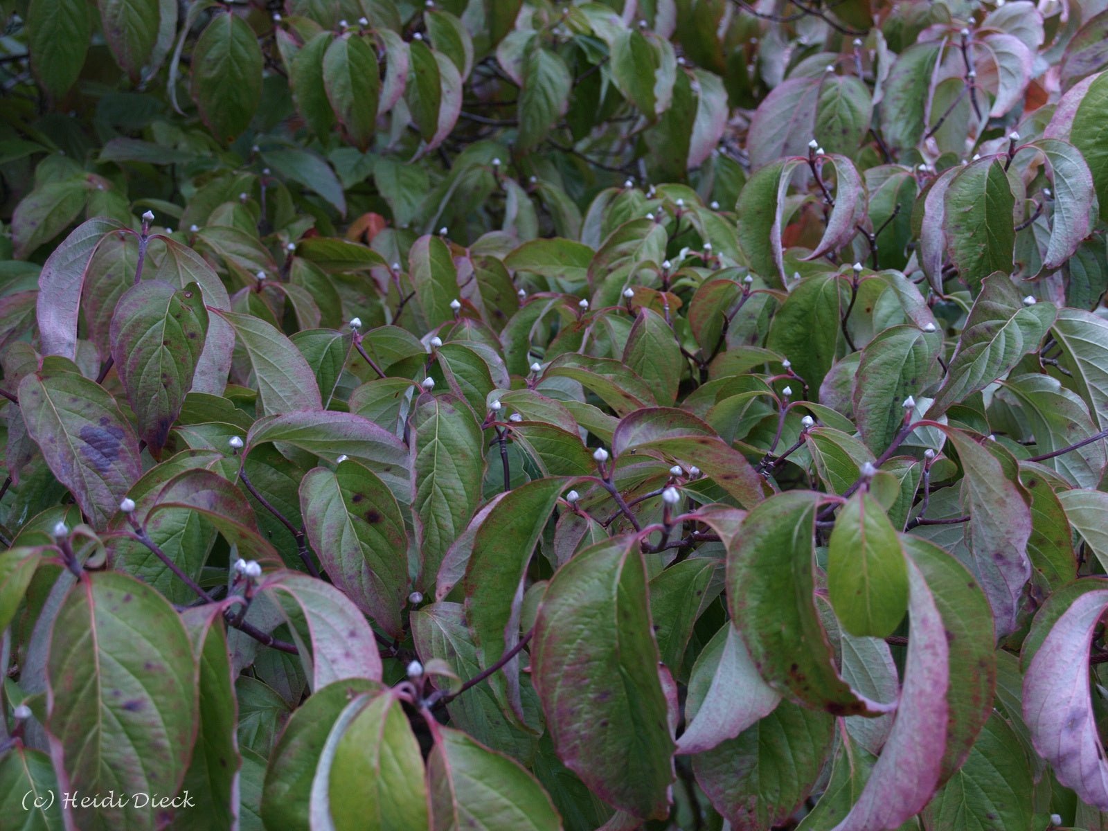 Cornus florida - Herrenkamper Gärten - Pflanzenraritäten