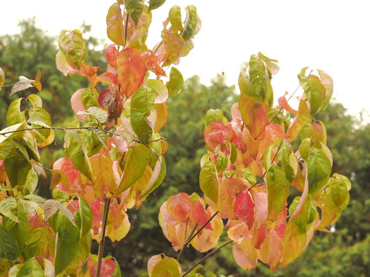 Cornus florida rubra - Herrenkamper Gärten - Pflanzenraritäten