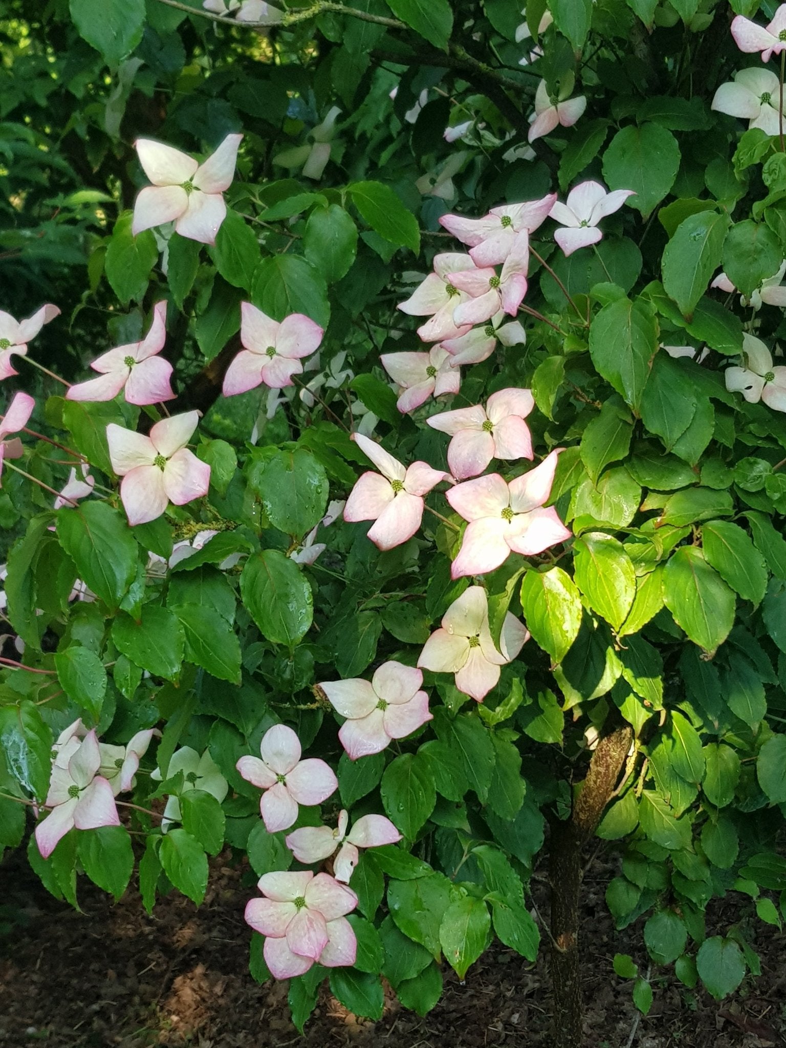 Cornus kousa var. chinensis - Herrenkamper Gärten - Pflanzenraritäten