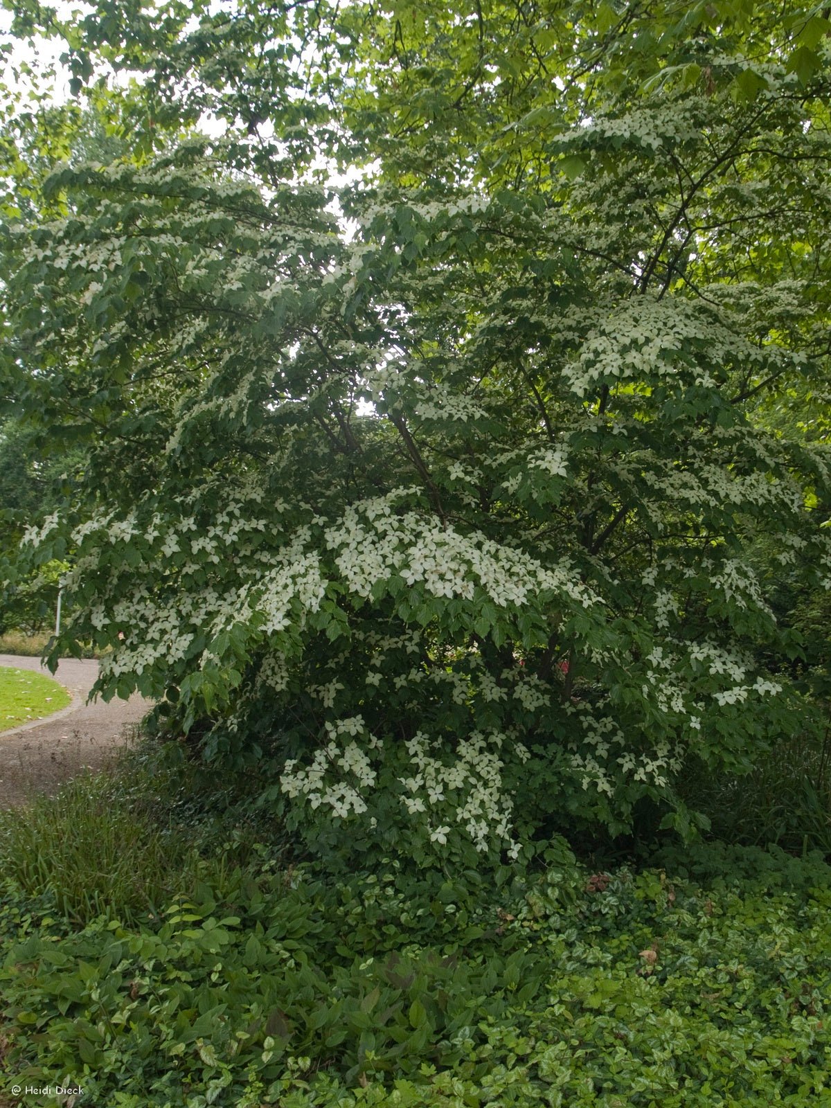 Cornus kousa var. chinensis - Herrenkamper Gärten - Pflanzenraritäten