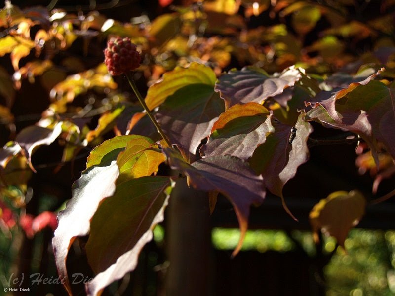 Cornus kousa var. chinensis - Herrenkamper Gärten - Pflanzenraritäten