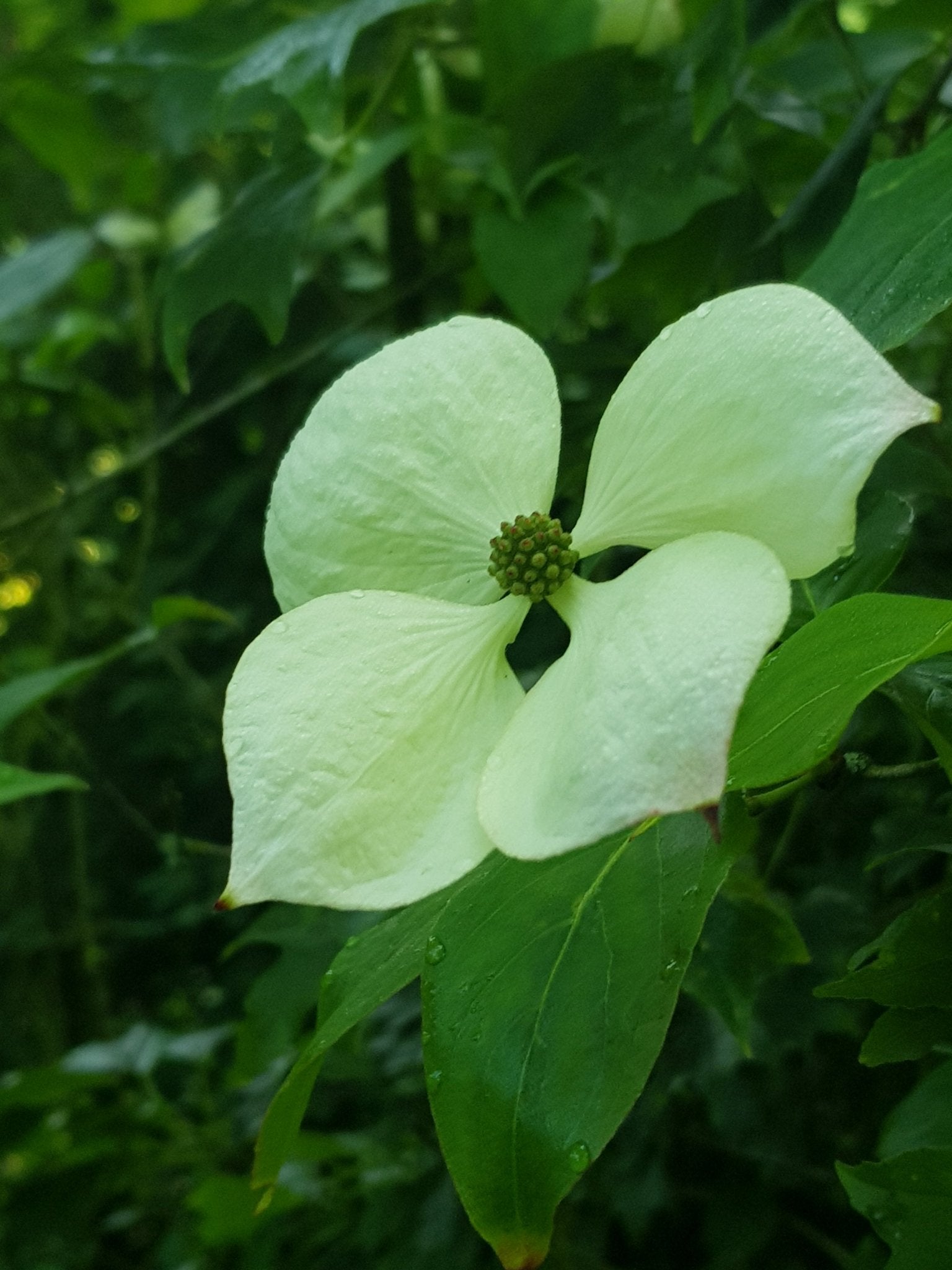 Cornus kousa var. chinensis - Herrenkamper Gärten - Pflanzenraritäten