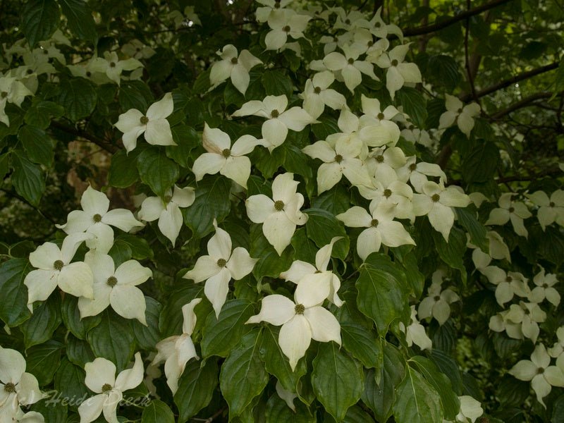 Cornus kousa var. chinensis - Herrenkamper Gärten - Pflanzenraritäten