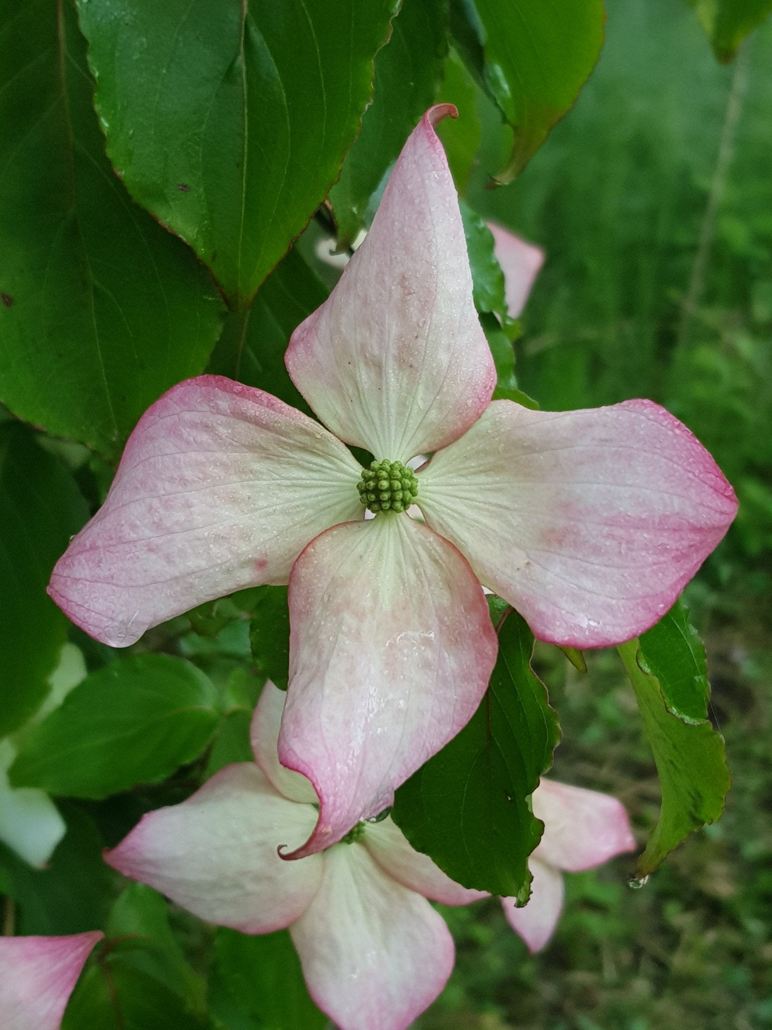 Cornus kousa var. chinensis - Herrenkamper Gärten - Pflanzenraritäten