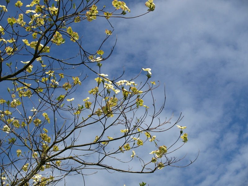 Cornus nutallii - Herrenkamper Gärten - Pflanzenraritäten