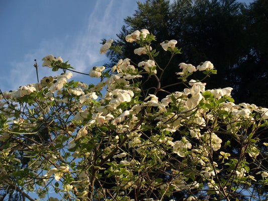 Cornus nutallii - Herrenkamper Gärten - Pflanzenraritäten