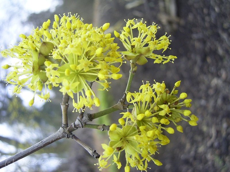 Cornus officinalis - Herrenkamper Gärten - Pflanzenraritäten