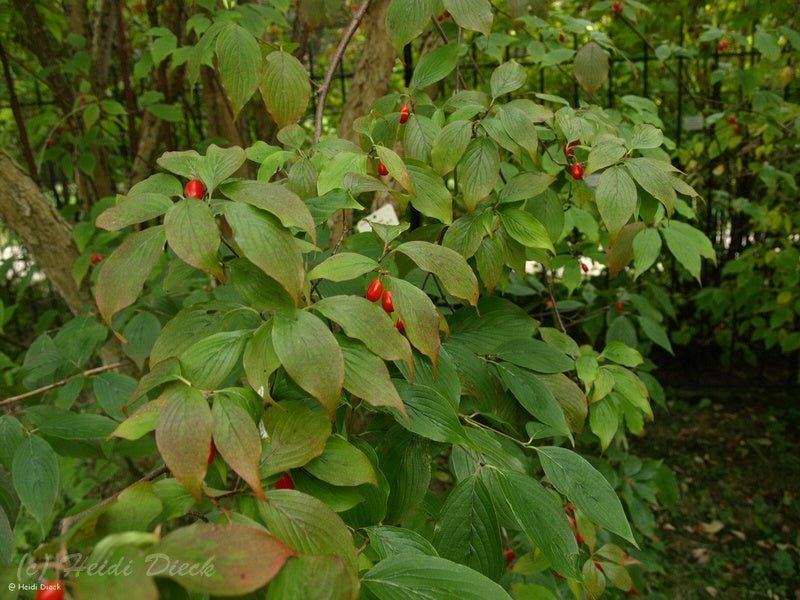 Cornus officinalis - Herrenkamper Gärten - Pflanzenraritäten