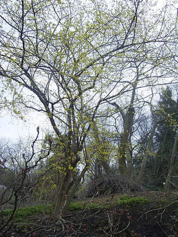 Cornus officinalis - Herrenkamper Gärten - Pflanzenraritäten