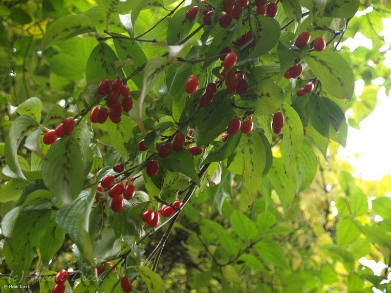 Cornus officinalis - Herrenkamper Gärten - Pflanzenraritäten