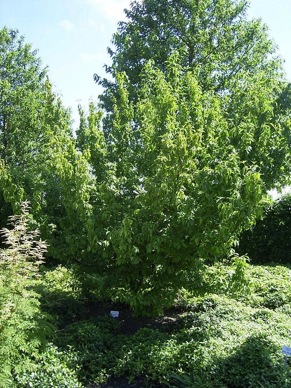 Cornus officinalis - Herrenkamper Gärten - Pflanzenraritäten