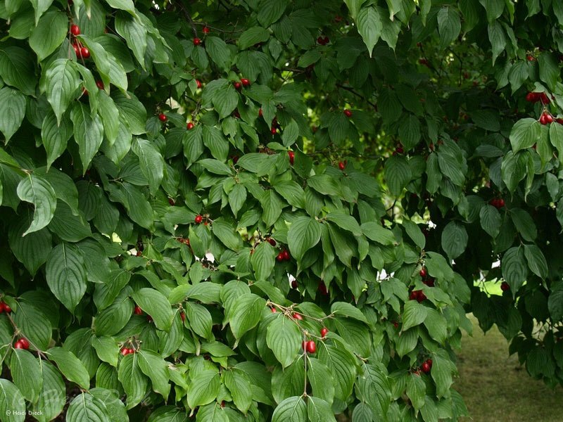 Cornus officinalis - Herrenkamper Gärten - Pflanzenraritäten