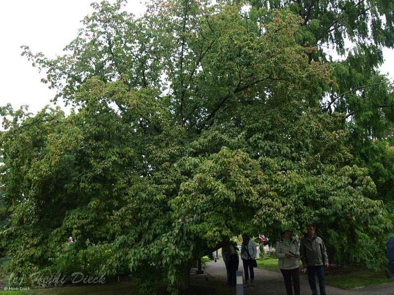 Cornus officinalis - Herrenkamper Gärten - Pflanzenraritäten